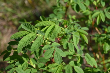 Pine trees in the forest