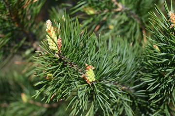 Pine trees in the forest