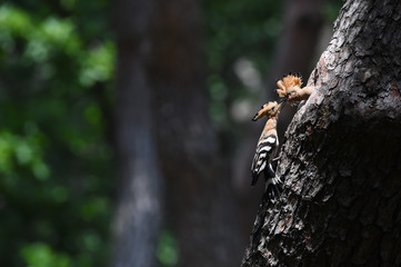 Hoopoe feeding chicks