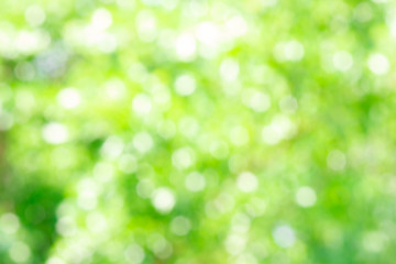 Fototapeta na wymiar Abstract blurred nature green bokeh background.