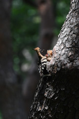 Hoopoe feeding chicks