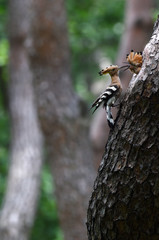 Hoopoe feeding chicks