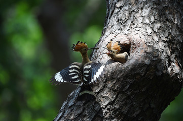 Hoopoe feeding chicks