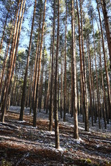 Winter forest