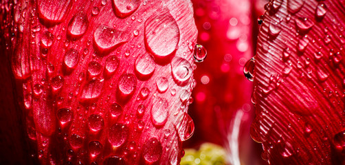 Wide floral background with water drops on red tulip