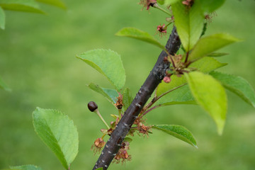 Cherry branch. Late spring frosts destroyed the cherry or sweet cherry crop. Green background