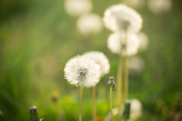 タンポポの綿毛