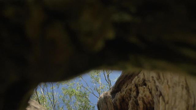 vue sur le ciel au travers le tronc d'un arbre