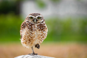 great horned owl