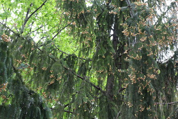 Fototapeta premium Young fresh needles appear on spruce in spring. 