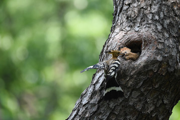 Hoopoe feeding chicks