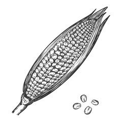 A ripe ear of corn. Sketch of corn with leaves and corn kernels in Doodle style.for the design of packaging for food, recipes and menu.Hand drawn and isolated on a white background.Black-white vector.