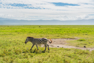 Fototapeta na wymiar Zebra curiously looking on safari in Ngongoro crater.