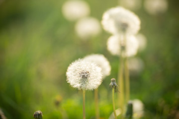 タンポポの綿毛