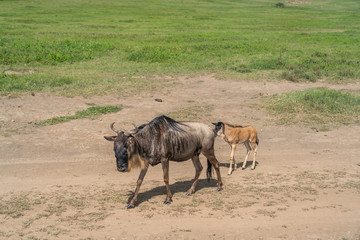 Wildebeests or Gnu with just born baby and Zebra in the Ngorongoro Crater, Tanzania