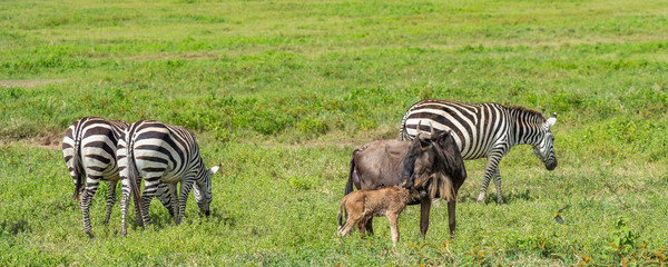 Wildebeests or Gnu with just born baby and Zebra in the Ngorongoro Crater, Tanzania