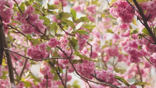 Pink cherry blossoms blowing in the wind in spring, slow motion