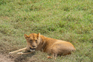 Lion on Ngorongoro Conservation Centre crater, Tanzania. African wildlife