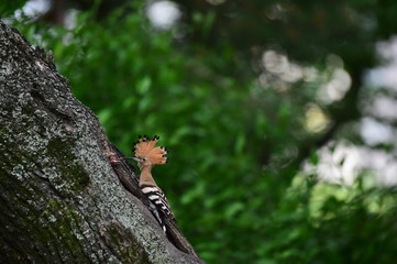 Hoopoe feeding chicks