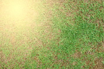 Green grass with golden light spreading out in the background.