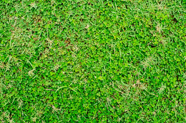 abstract background of green grass flooring is the background for inserting images and text.