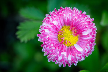 Fototapeta premium Pink daisy blooms in the spring garden