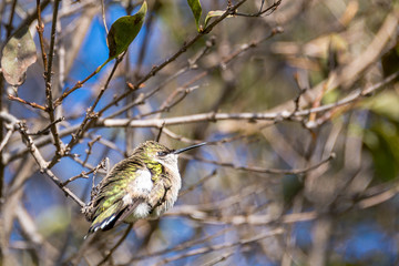 small hummingbird sitting on a tree branch.  Horizontal wildlife. 