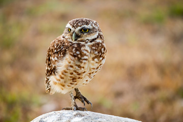 barn owl perched on a branch