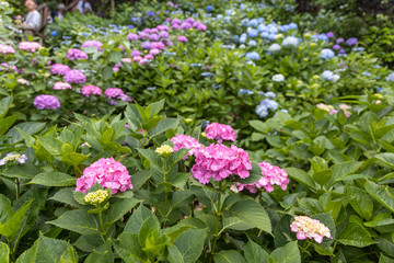 Fototapeta premium 飛鳥山公園の紫陽花