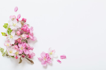 pink and white apple flowers on white background