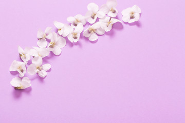 Fototapeta na wymiar viola flowers on color paper background