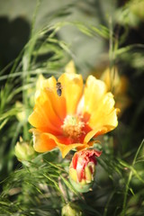 Fototapeta premium bee on a yellow cactus flower