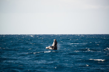Baby Juvenile humpback whale spy hopping, breaching above water, Maui, Hawaii
