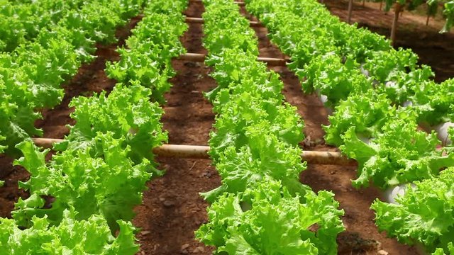 Farm of hydroponic products, lettuce, rocket, and several leaves