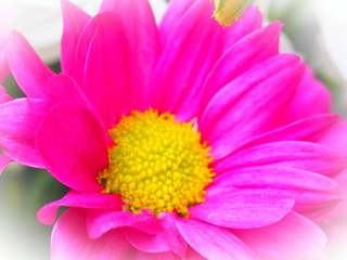 Obraz premium OLYMPUS DIGITAL CAMERA