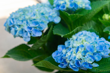 あじさい、マジカルハイドランジア