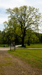 
Trees and alleys in the Świerklaniec park. Free entry space