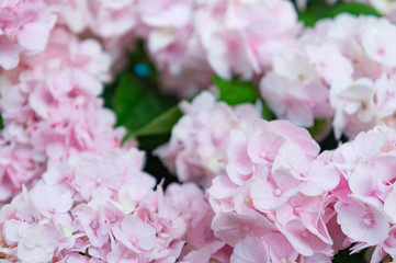 あじさい、伊予獅子てまり