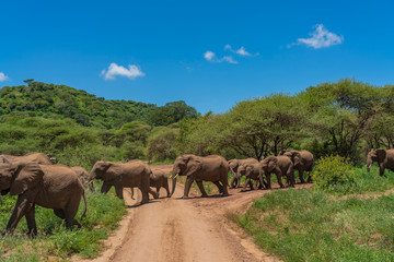 Fototapeta na wymiar Herd of african bush elephants in the Tarangire National Park in Tanzania.