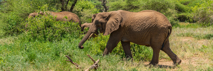 Jung african bush elephants  in the Tarangire National Park in Tanzania.