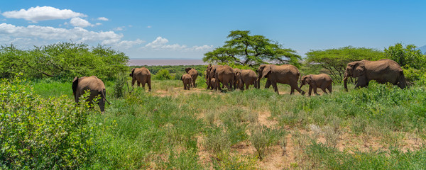 Herd of african bush elephants  in the Tarangire National Park in Tanzania.