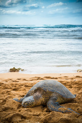 Sea turtle sleeping on the beach, with the ocean behind, Oahu north shore, Hawaii 