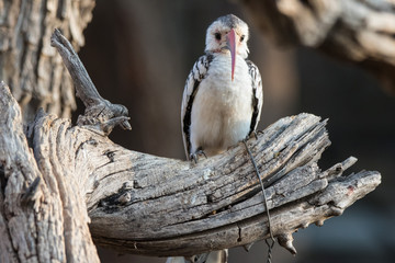 Portrait of a beautifull Northern red-billed hornbill, with huge beak sitting on the branch. Namibia. Africa