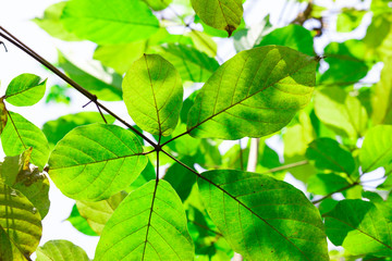 Fototapeta na wymiar Closeup nature view leaves on greenery background.