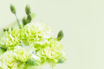 Beautiful delicate light green carnations on a pale green background, copy space