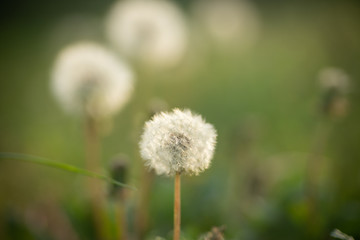 Fototapeta premium タンポポの綿毛