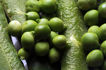 Pisum ft0203_4573 sativum