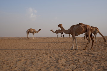 Camels at Sahara Desert