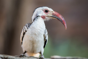 Portrait of a beautifull Northern red-billed hornbill, with huge beak sitting on the branch. Namibia. Africa