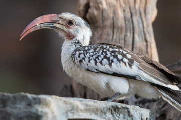 Portrait of a beautifull Northern red-billed hornbill, with huge beak sitting on the branch. Namibia. Africa